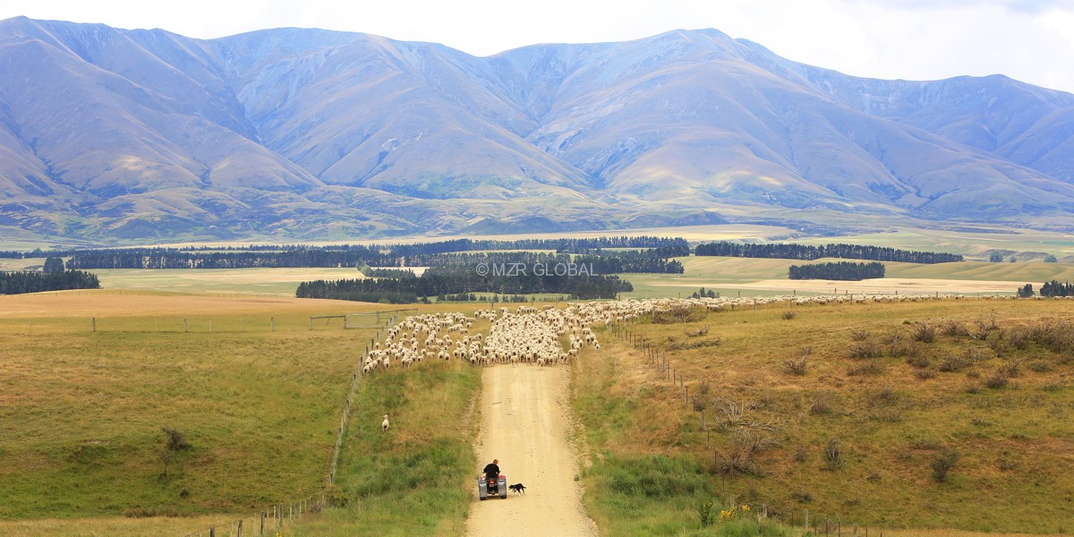 NEW ZEALAND 2013